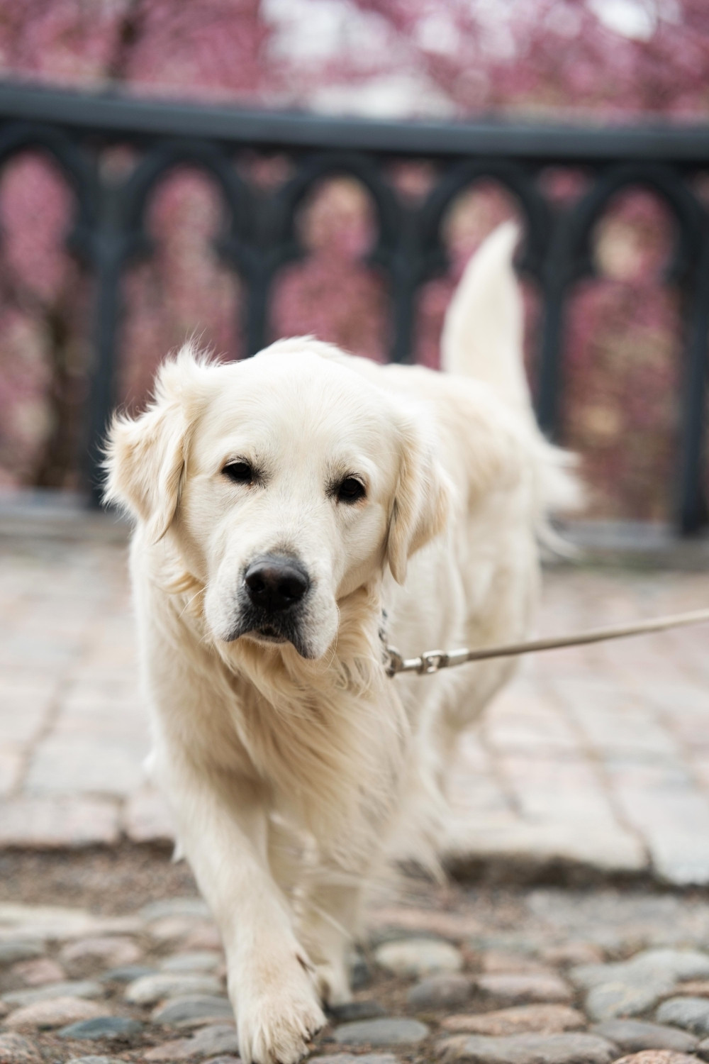 Pet photography